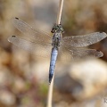 Großer Blaupfeil (Orthetrum cancellatum)